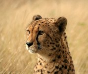 406 - CHEETAH 3 - HEATON BERYL - united kingdom